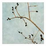 Black Pussy Willow Tree Branch Summer Blooms Poster