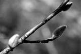 Japanese pussy willow in B&W Jap