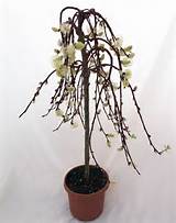 Tree of Enchantment' Mini Weeping Pussy Willow Tree Bonsai or ...