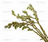 Pussy willow branches - Stock Image