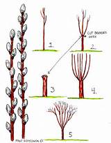 Pussy Willow Sali Branch Growing Of The Spring | Filmvz Portal