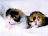 Valentine Cats Wallpapers, Happy Valentines Day Cute Cats