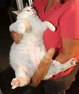 Pussy galore! 44 lbs fat cat uses bath tub as litter box | Fat Animals ...