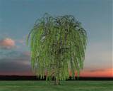 new willow trees willow bark willow wood x section willow tree curly ...