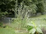 ... of Pink Pussy Willow ( Salix caprea 'French Pink') posted by SongofJoy