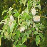 ... Plants - Goat or Pussy Willow Tree | Salix Caprea For Sale Online