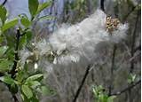 Pussy Willow - 10) The fertilized seeds continue to grow and mature ...