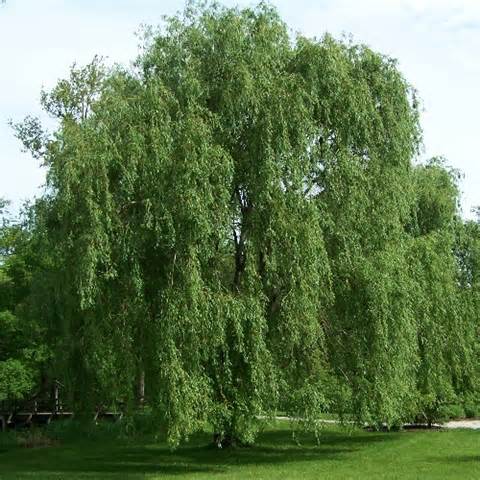 Willow Tree