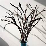 Fantail Willow from Nettleton Hollow | Pussy Willow Centerpieces and ...