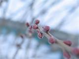 Japanese Pussy Willow (Salix chaenomeloides)