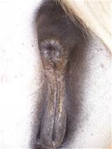 White Mare Vagina Photo Wvag