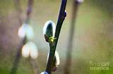 Pussy Willow Branch Photograph