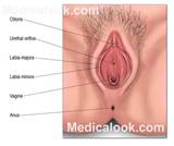 Vagina - Medicalook Human Anatomy organs