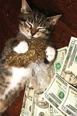Pussy money weed