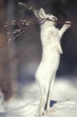 Snowshoe Hare Feeding On Pussy Willow Photograph