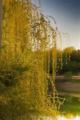 Stock image of 'Blossoming willow over lake in beams of the evening ...