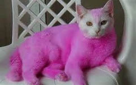 Cat dyed pink and dumped in UK garden - Emirates 24|7