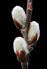 It is fortunate that the pussy willow tree (Salix discolor) is easy to ...