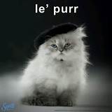 Pretty pussy cat | Cats | Pinterest