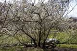 Pussy Willow Tree