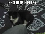 knee deep in pussy
