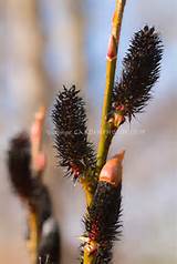 Black Pussy Willow Plant Lick Pictures