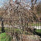 27/12 Weeping Pussy Willow ready to bloom